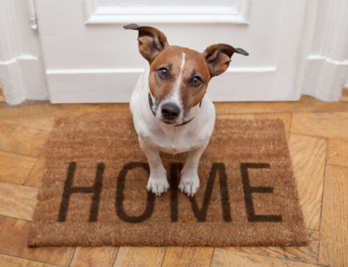 Unlocking the Secrets of Pet-Friendly Cleaning: A Comprehensive Guide